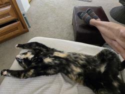 Lost Female Cat last seen Robb Grace church, Reno, NV 89523