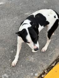 Found/Stray Female Dog last seen Bradford colony, Houston, TX 77084