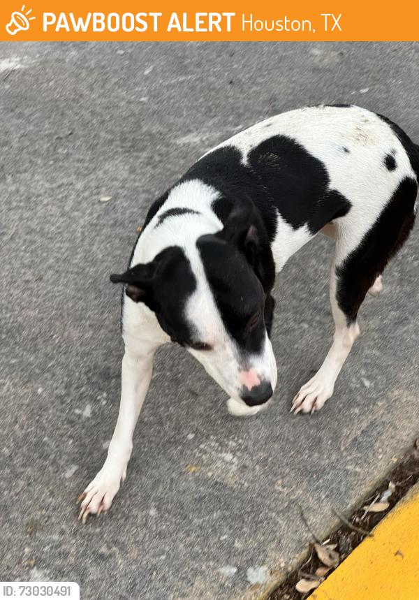 Found/Stray Female Dog last seen Bradford colony, Houston, TX 77084