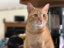 Lost Male Cat last seen Doyle Drive, Louisville, KY 40216
