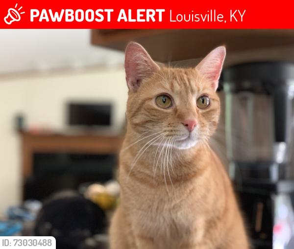 Lost Male Cat last seen Doyle Drive, Louisville, KY 40216