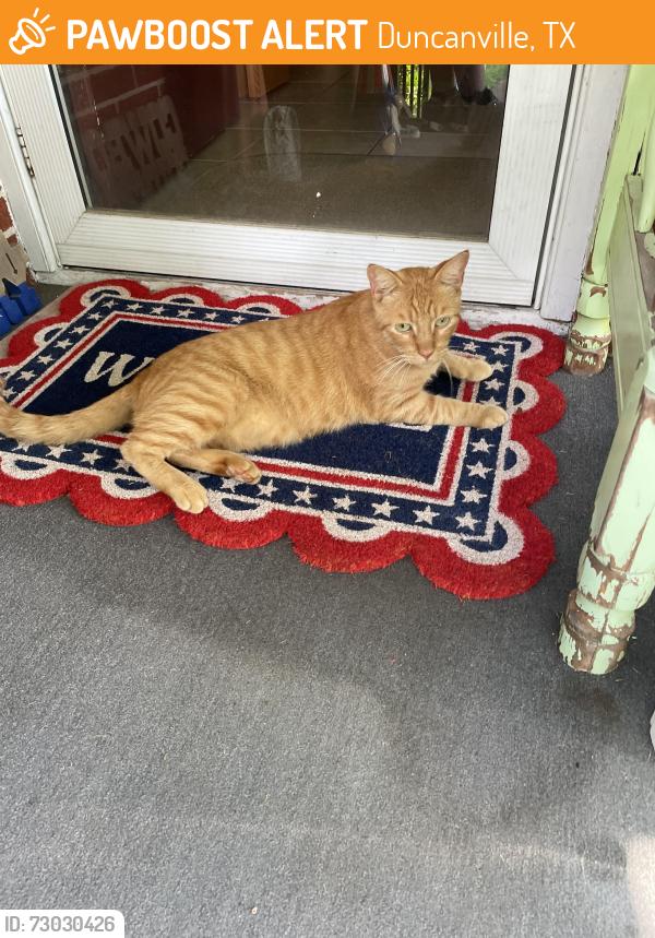 Found/Stray Female Cat last seen Harman St & North Horn Streets , Duncanville, TX 75116
