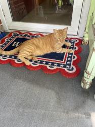 Found/Stray Female Cat last seen Harman St & North Horn Streets , Duncanville, TX 75116