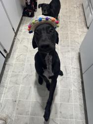 Lost Male Dog last seen Bass rd , Immokalee, FL 34142