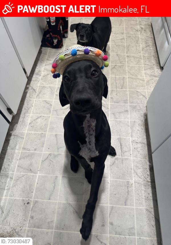 Lost Male Dog last seen Bass rd , Immokalee, FL 34142