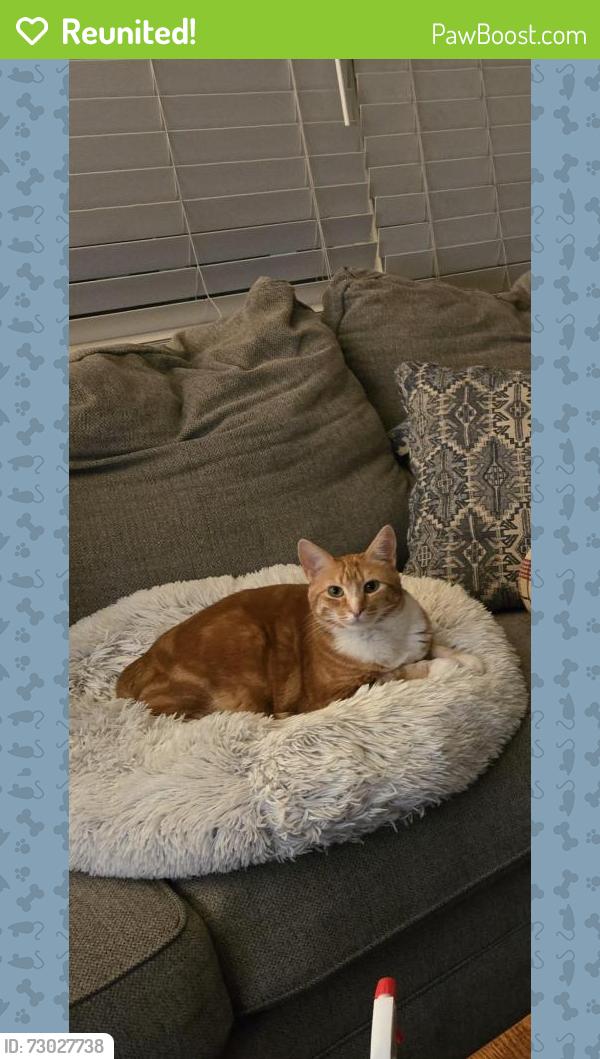 Reunited Female Cat last seen Aqueduct and Lowell. (Belleview and Federal), Littleton, CO 80123