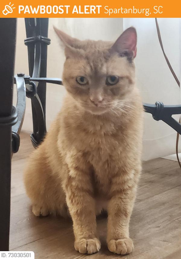 Found/Stray Unknown Cat last seen Pine Lake Court, Spartanburg, SC 29301