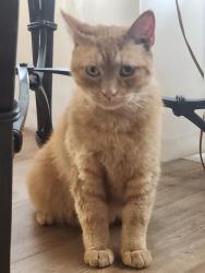 Found/Stray Unknown Cat last seen Pine Lake Court, Spartanburg, SC 29301