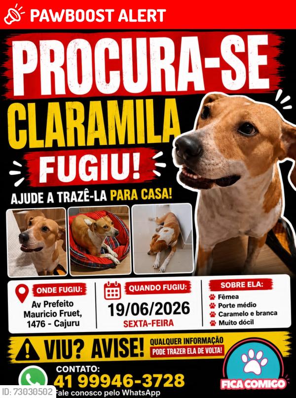 Lost Female Dog last seen Rua Nivaldo Braga esquina com Rua Antônio Meirelles Sobrinho, Capão da Imbuia, PR 82590-300