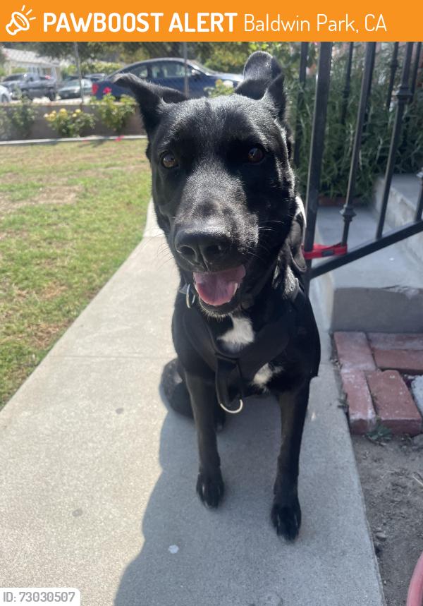 Found/Stray Female Dog last seen Walnut Creek Nature Park, Baldwin Park, CA 91706