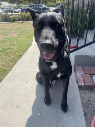 Found/Stray Female Dog last seen Walnut Creek Nature Park, Baldwin Park, CA 91706