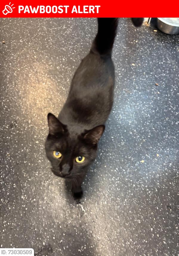 Lost Male Cat last seen Manor lane, Greater London, England SE12 0UA