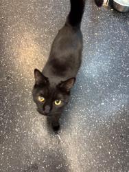 Lost Male Cat last seen Manor lane, Greater London, England SE12 0UA