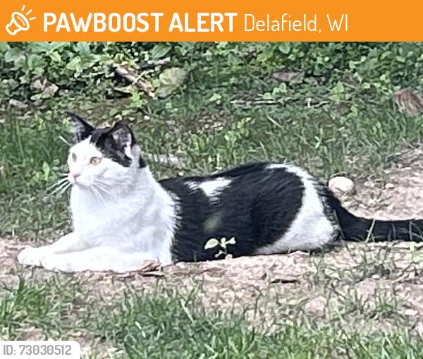 Found/Stray Unknown Cat last seen Main Street, Delafield, WI 53018
