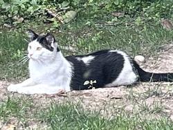 Found/Stray Unknown Cat last seen Main Street, Delafield, WI 53018