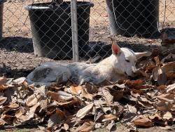 Found/Stray Unknown Dog last seen Victoria and Adam’s approx, Riverside, CA 92503