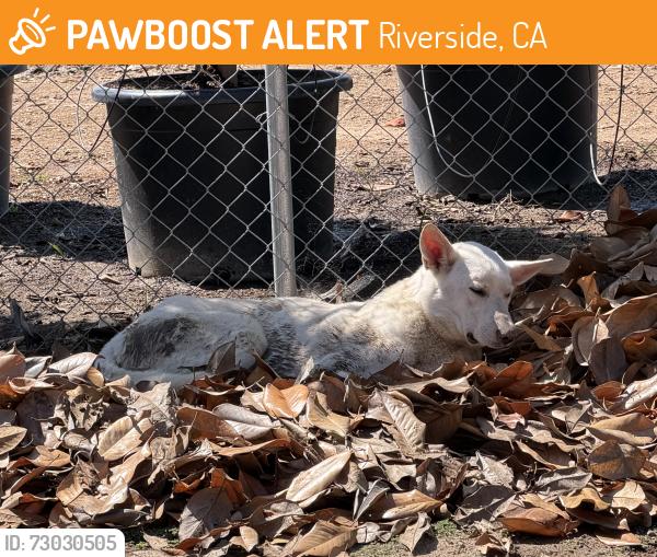 Found/Stray Unknown Dog last seen Victoria and Adam’s approx, Riverside, CA 92503