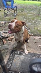 Found/Stray Male Dog last seen Bryndal Ave, Memphis, TN 38118