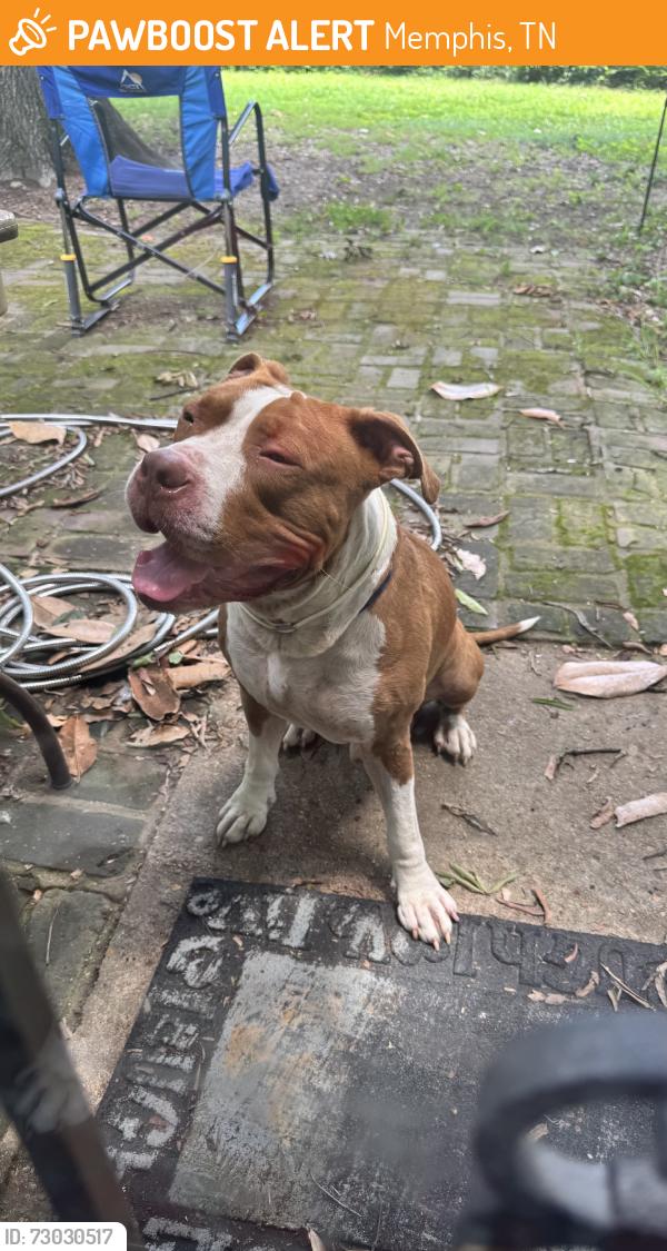 Found/Stray Male Dog last seen Bryndal Ave, Memphis, TN 38118