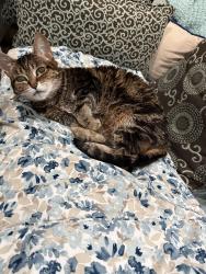 Lost Female Cat last seen 11 mile and Campbell rd, Royal Oak, MI 48067