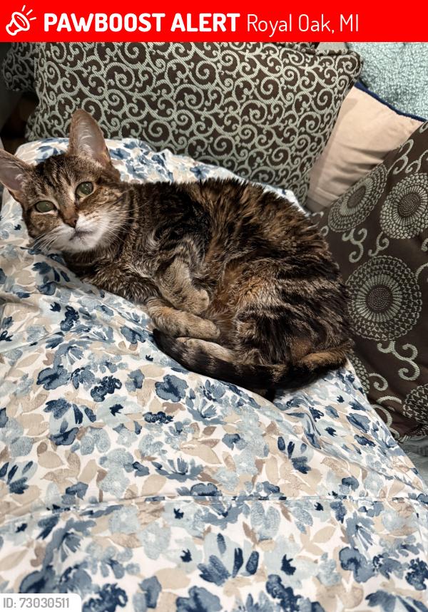 Lost Female Cat last seen 11 mile and Campbell rd, Royal Oak, MI 48067