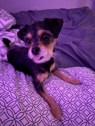 Lost Female Dog last seen Western Park, Greyrock Dr, Noriega St, San Antonio, TX 78228