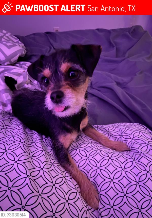 Lost Female Dog last seen Western Park, Greyrock Dr, Noriega St, San Antonio, TX 78228