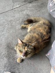 Found/Stray Female Cat last seen Lake Forest Drive, Lutz, FL 33559