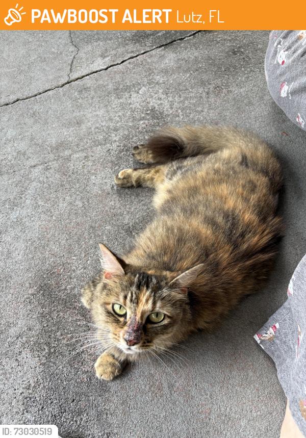 Found/Stray Female Cat last seen Lake Forest Drive, Lutz, FL 33559