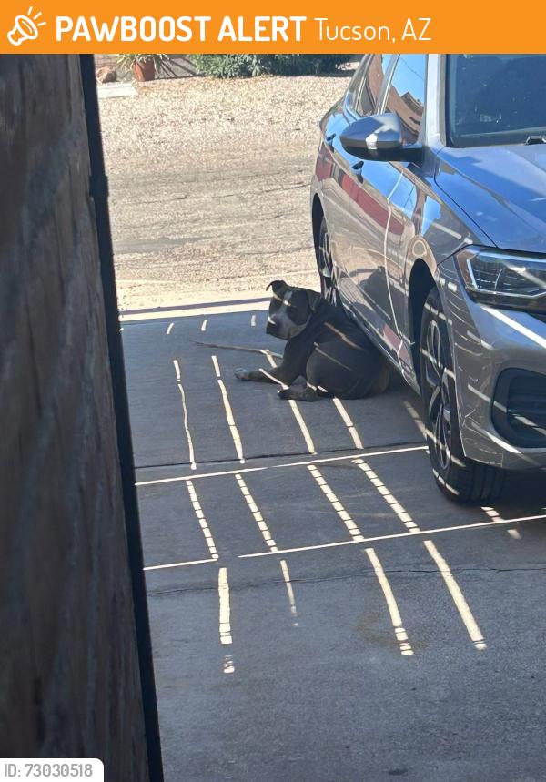 Found/Stray Male Dog last seen Tucson Blvd/Elm St, Tucson, AZ 85715