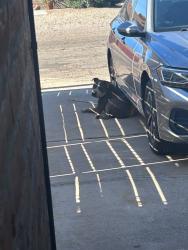 Found/Stray Male Dog last seen Tucson Blvd/Elm St, Tucson, AZ 85715