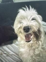 Lost Male Dog last seen Near nw 33 crt Miami fl, Miami, FL 33167
