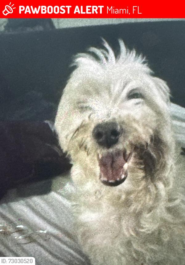Lost Male Dog last seen Near nw 33 crt Miami fl, Miami, FL 33167