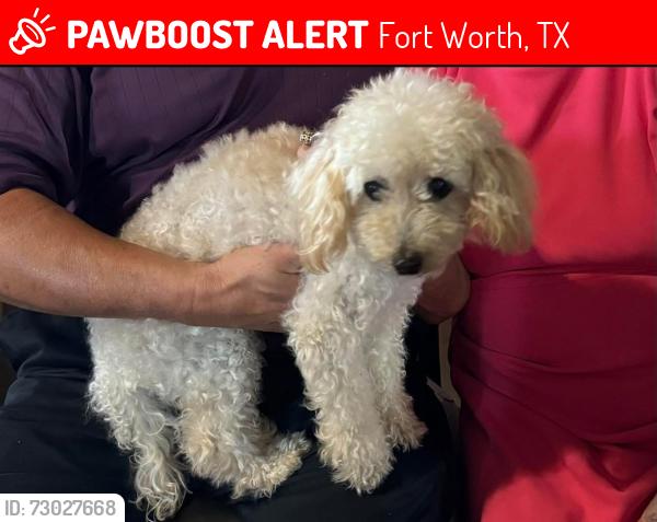 Lost Male Dog last seen Near st strret & Ross Ave, Fort Worth, TX 76164