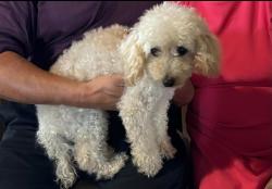 Lost Male Dog last seen Near st strret & Ross Ave, Fort Worth, TX 76164