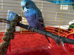 Found/Stray Unknown Bird last seen Walt Whitman Ln, Bethlehem, PA 18017