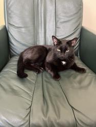 Lost Female Cat last seen Powhatan Avenue , Norfolk, VA 23529