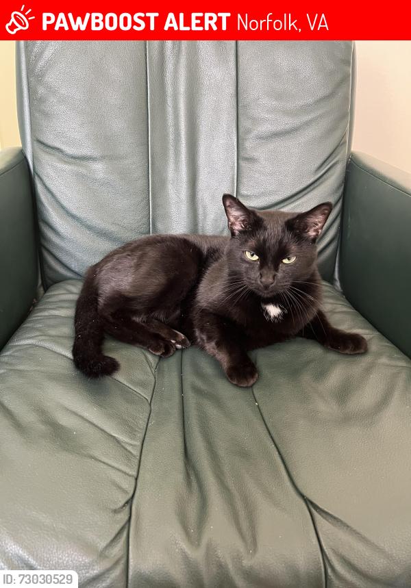 Lost Female Cat last seen Powhatan Avenue , Norfolk, VA 23529