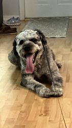 Reunited Male Dog last seen Near Plumosa Way, Weston, FL 33327, USA, Weston, FL 33327