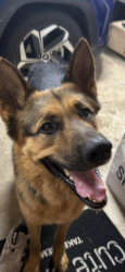 Found/Stray Male Dog last seen Springfield Dr and Lindberg , Arlington, TX 76016