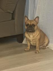 Reunited Male Dog last seen Near Del Coronado drive , Apollo Beach, FL 33572