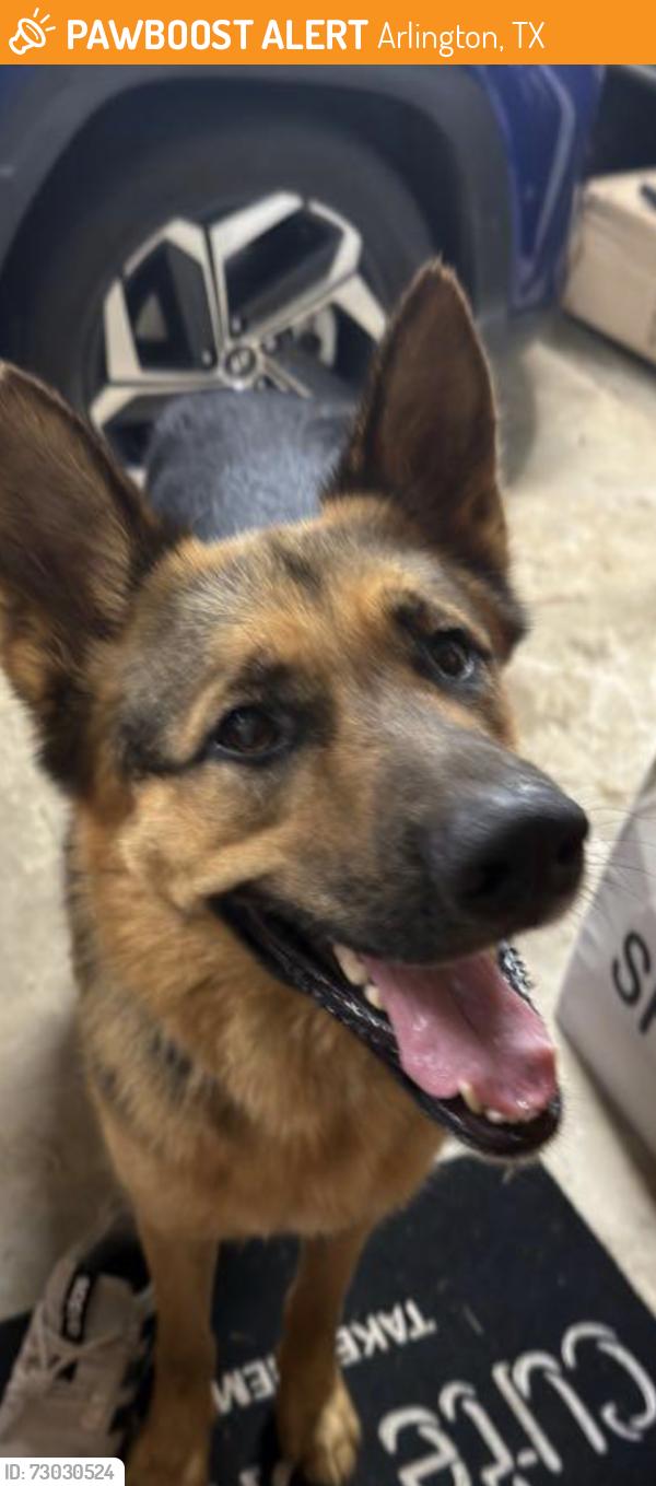 Found/Stray Male Dog last seen Springfield Dr and Lindberg , Arlington, TX 76016