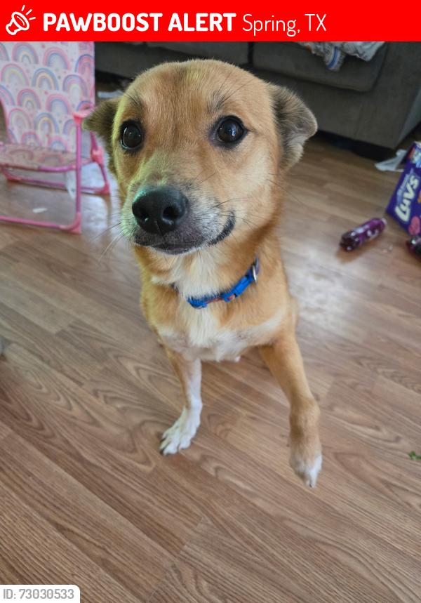 Lost Male Dog last seen North springs , Spring, TX 77373