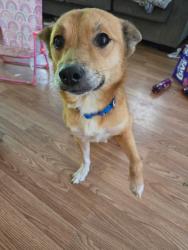 Lost Male Dog last seen North springs , Spring, TX 77373