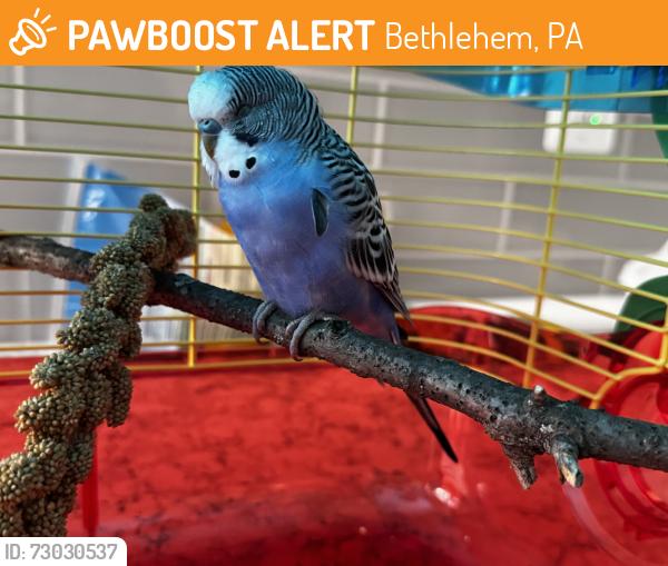Found/Stray Unknown Bird last seen Near Pharo Park, Bethlehem, PA 18017