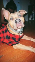 Reunited Female Dog last seen Nathan Ave, Manchester NJ , Manchester Township, NJ 08759