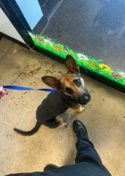 Found/Stray Female Dog last seen Cheyenne , Las Vegas, NV 89102