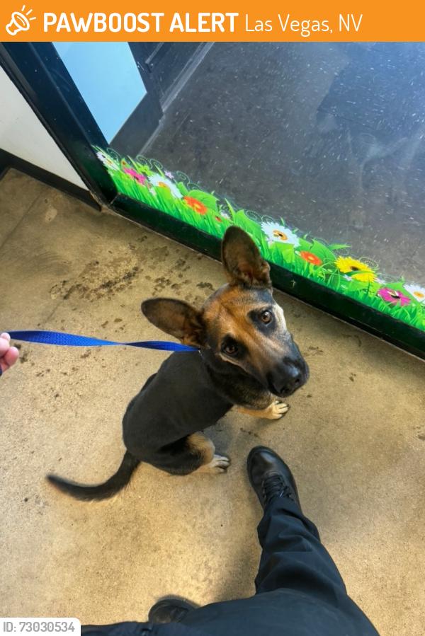 Found/Stray Female Dog last seen Cheyenne , Las Vegas, NV 89102