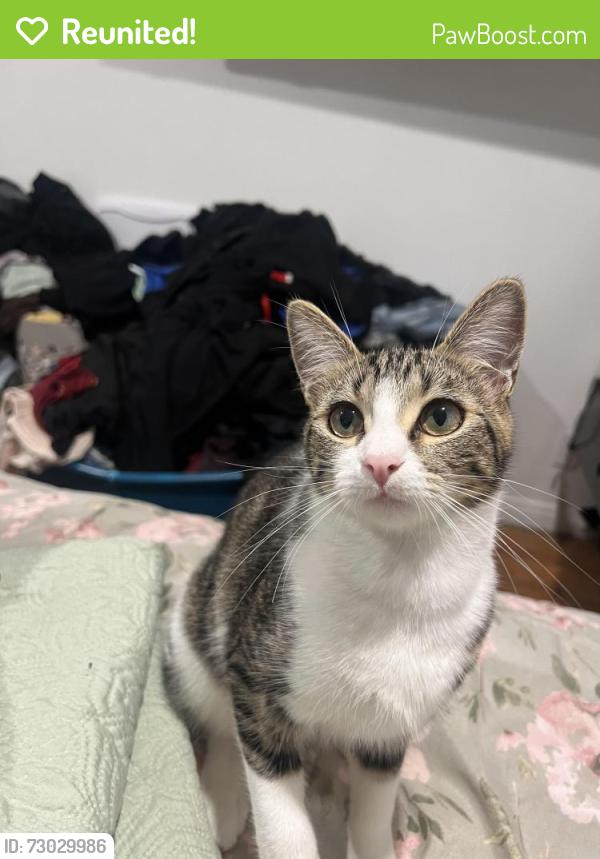 Reunited Female Cat last seen Jefferson , Hawthorne, CA 90250