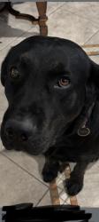 Reunited Male Dog last seen Dolores and 220th, Carson, CA 90745